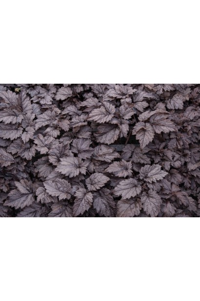 Астильба китайська Dark Side of the Moon листок